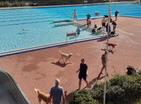 Hundeschwimmen-1