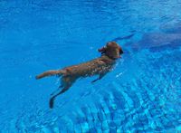 Hundeschwimmen-2