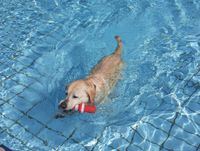 Hundeschwimmen-3