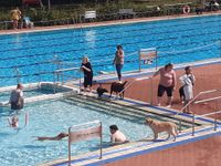 Hundeschwimmen-8